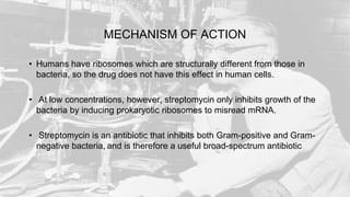 MECHANISM OF ACTION
• Humans have ribosomes which are structurally different from those in
bacteria, so the drug does not have this effect in human cells.
• At low concentrations, however, streptomycin only inhibits growth of the
bacteria by inducing prokaryotic ribosomes to misread mRNA.
• Streptomycin is an antibiotic that inhibits both Gram-positive and Gram-
negative bacteria, and is therefore a useful broad-spectrum antibiotic
 