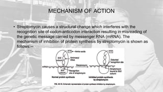 MECHANISM OF ACTION
• Streptomycin causes a structural change which interferes with the
recognition site of codon-anticodon interaction resulting in misreading of
the genetic message carried by messenger RNA (mRNA). The
mechanism of inhibition of protein synthesis by streptomycin is shown as
follows:--
 