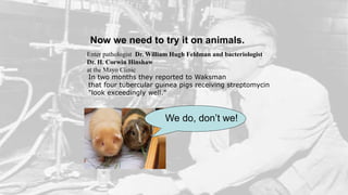 Now we need to try it on animals.
Enter pathologist Dr. William Hugh Feldman and bacteriologist
Dr. H. Corwin Hinshaw
at the Mayo Clinic
In two months they reported to Waksman
that four tubercular guinea pigs receiving streptomycin
"look exceedingly well."
We do, don’t we!
 