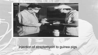 Injection of streptomycin to guinea pigs
 