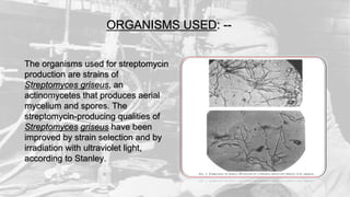 ORGANISMS USED: --
The organisms used for streptomycin
production are strains of
Streptomyces griseus, an
actinomycetes that produces aerial
mycelium and spores. The
streptomycin-producing qualities of
Streptomyces griseus have been
improved by strain selection and by
irradiation with ultraviolet light,
according to Stanley.
 