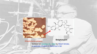 Streptomycin
Streptomyces griseus.
Isolated on October 19, 1943 by Albert Schatz,
a graduate student in Waksman’s lab
 