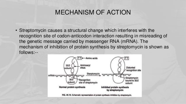 MODE OF ACTION OF STREPTOMYCIN EBOOK DOWNLOAD MODE OF ACTION OF STREPTOMYCIN EBOOK DOWNLOAD
