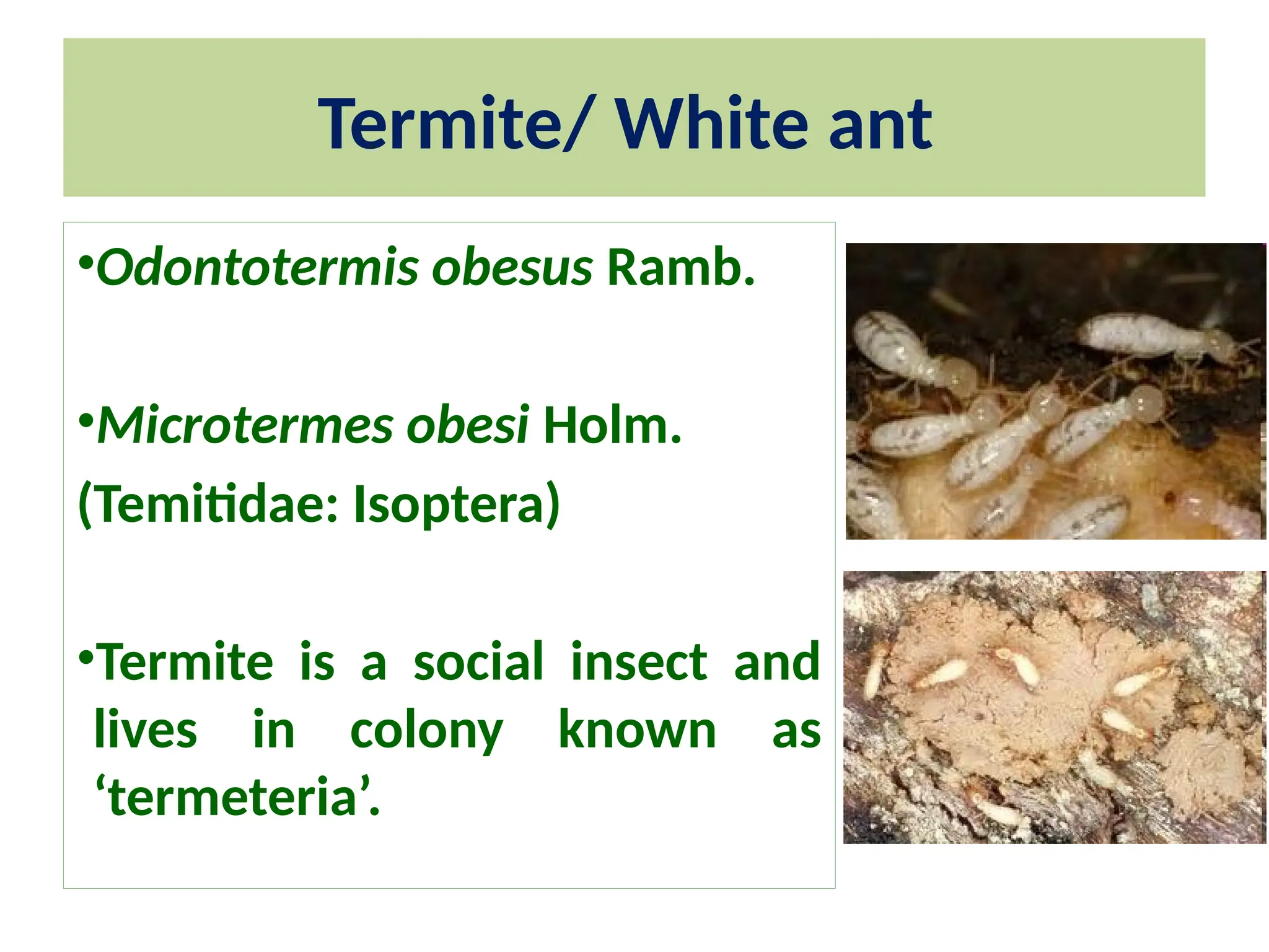 ppt on insect pest of field crops and their management | PPTX