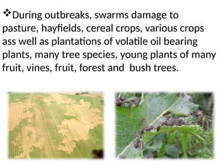 ppt on insect pest of field crops and their management | PPTX
