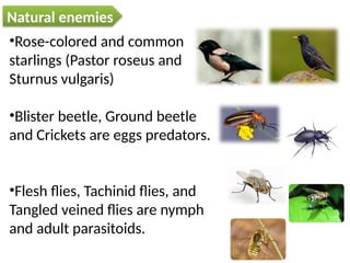 ppt on insect pest of field crops and their management | PPTX