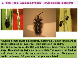 Pipda Insect ppt on insect pest of field crops and their management | PPTX