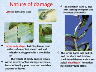 Larvae Infestation ppt on insect pest of field crops and their management | PPTX