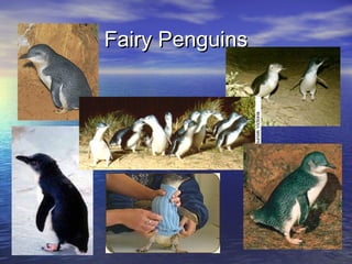 Fairy PenguinsFairy Penguins
 