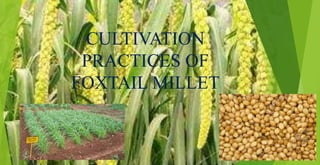 CULTIVATION
PRACTICES OF
FOXTAIL MILLET
 