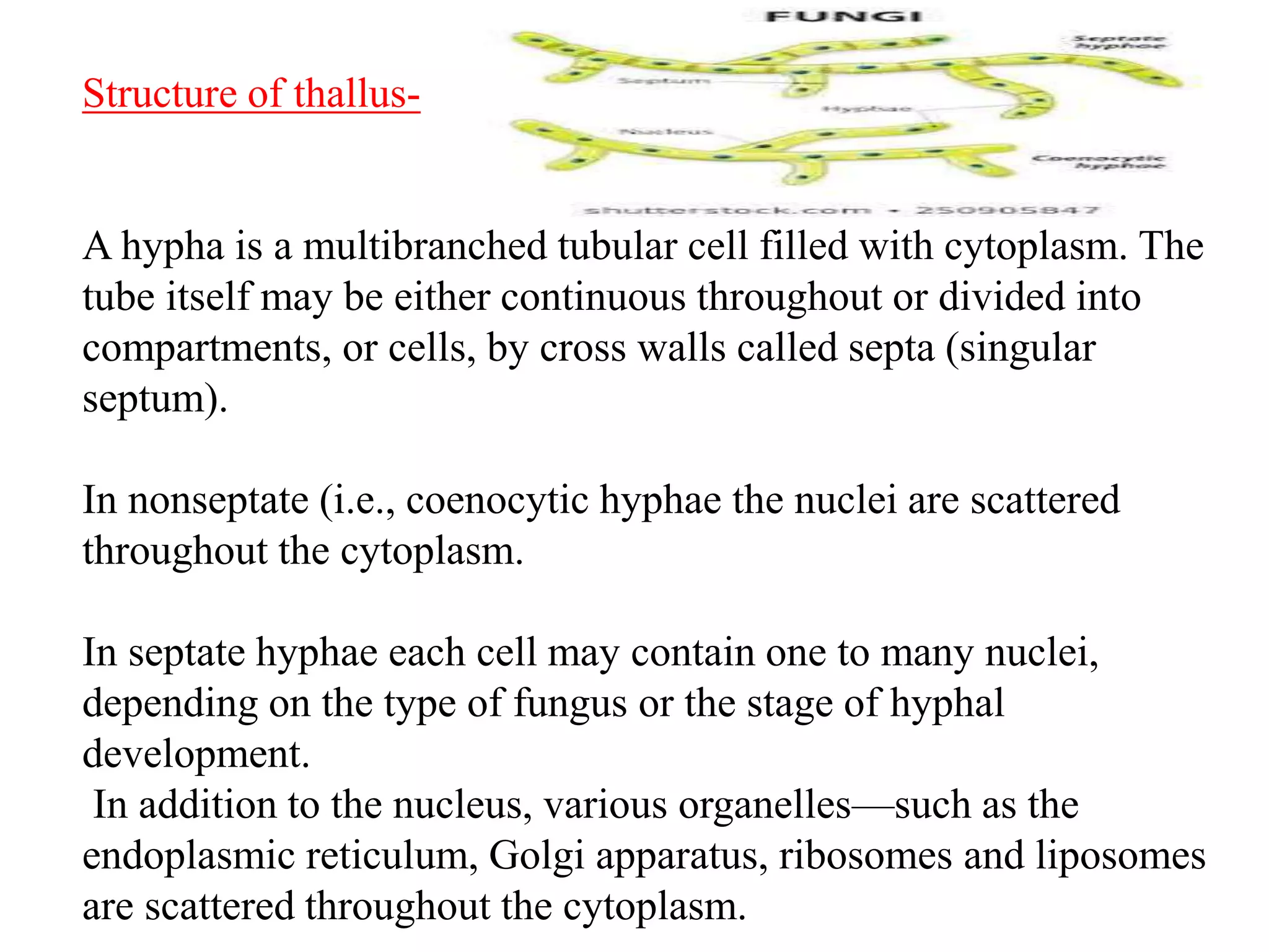 Structure of thallus-
A hypha is a multibranched tubular cell filled with cytoplasm. The
tube itself may be either continuous throughout or divided into
compartments, or cells, by cross walls called septa (singular
septum).
In nonseptate (i.e., coenocytic hyphae the nuclei are scattered
throughout the cytoplasm.
In septate hyphae each cell may contain one to many nuclei,
depending on the type of fungus or the stage of hyphal
development.
In addition to the nucleus, various organelles—such as the
endoplasmic reticulum, Golgi apparatus, ribosomes and liposomes
are scattered throughout the cytoplasm.
 