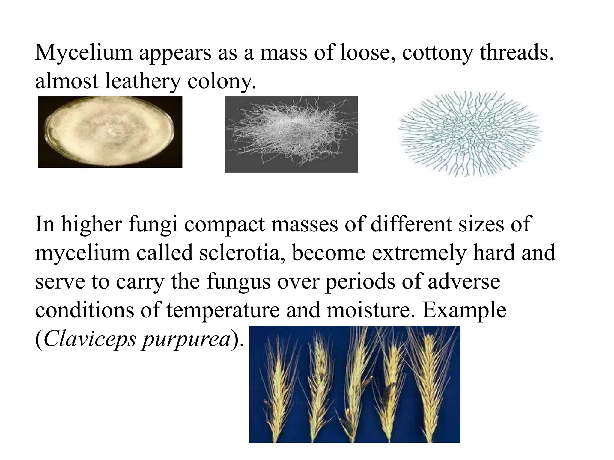 Mycelium appears as a mass of loose, cottony threads.
almost leathery colony.
In higher fungi compact masses of different sizes of
mycelium called sclerotia, become extremely hard and
serve to carry the fungus over periods of adverse
conditions of temperature and moisture. Example
(Claviceps purpurea).
 