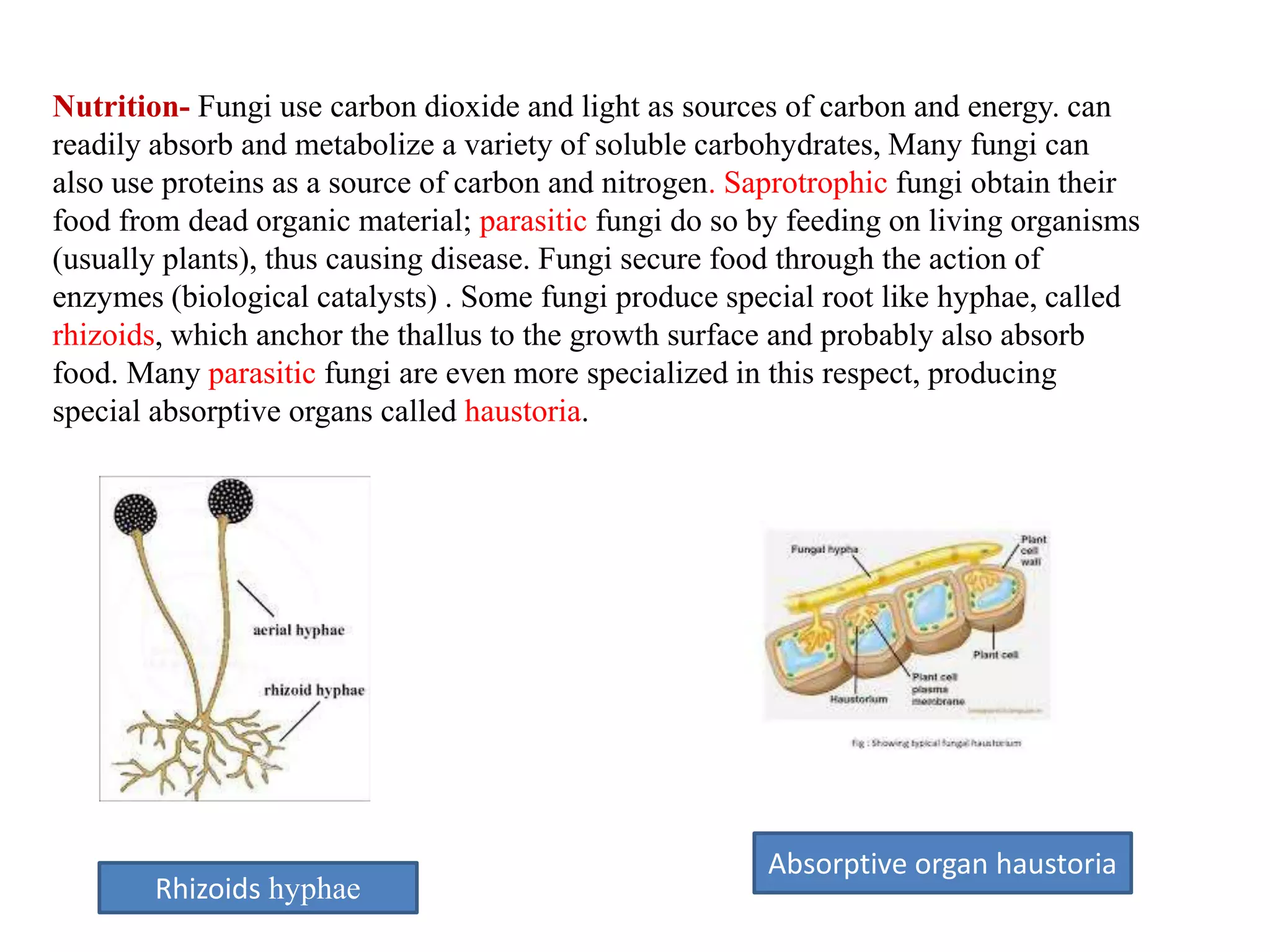 Nutrition- Fungi use carbon dioxide and light as sources of carbon and energy. can
readily absorb and metabolize a variety of soluble carbohydrates, Many fungi can
also use proteins as a source of carbon and nitrogen. Saprotrophic fungi obtain their
food from dead organic material; parasitic fungi do so by feeding on living organisms
(usually plants), thus causing disease. Fungi secure food through the action of
enzymes (biological catalysts) . Some fungi produce special root like hyphae, called
rhizoids, which anchor the thallus to the growth surface and probably also absorb
food. Many parasitic fungi are even more specialized in this respect, producing
special absorptive organs called haustoria.
Absorptive organ haustoria
Rhizoids hyphae
 