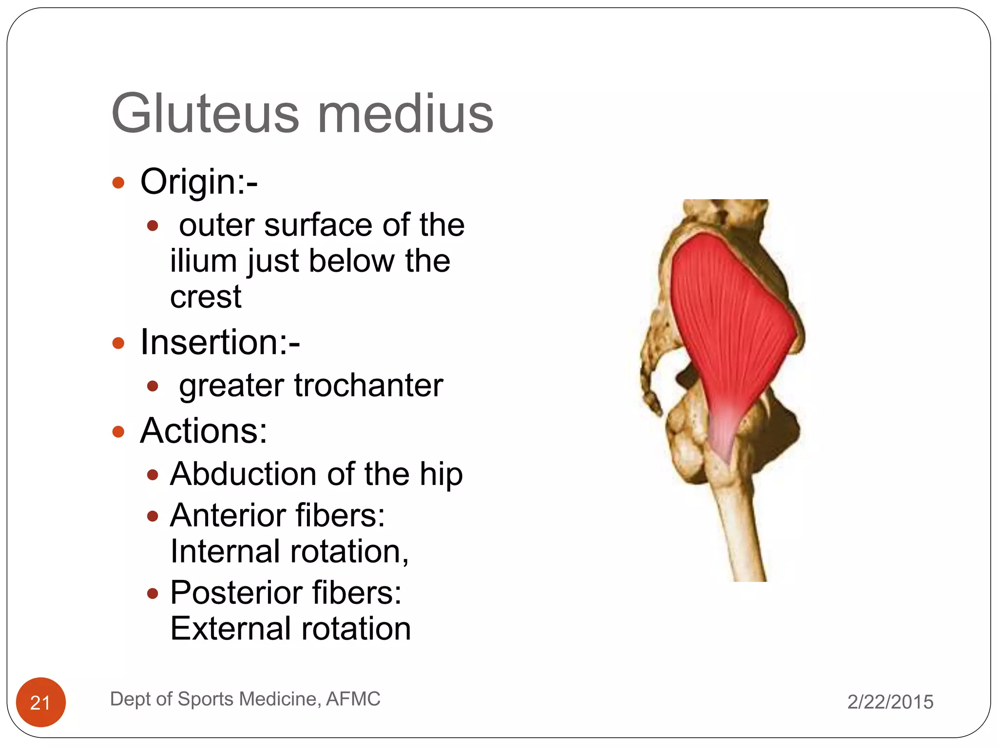 Ilium Rotation Applied Anatomy of Hip Joint | PPTX