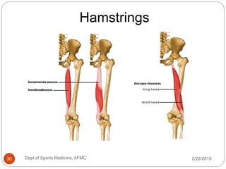 Applied Anatomy of Hip Joint | PPTX