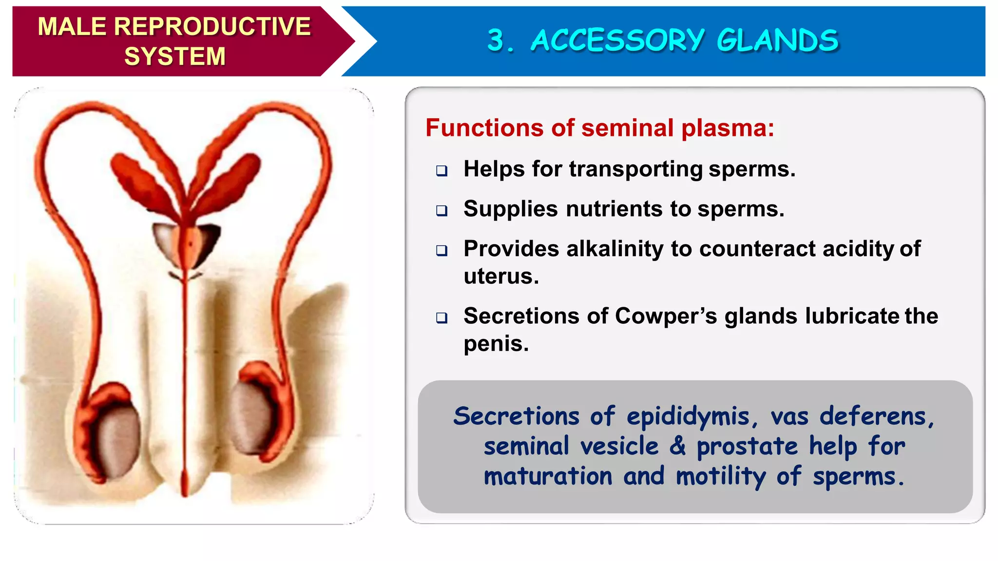 Human reproduction - A detailed study ( medical information) | PPTX