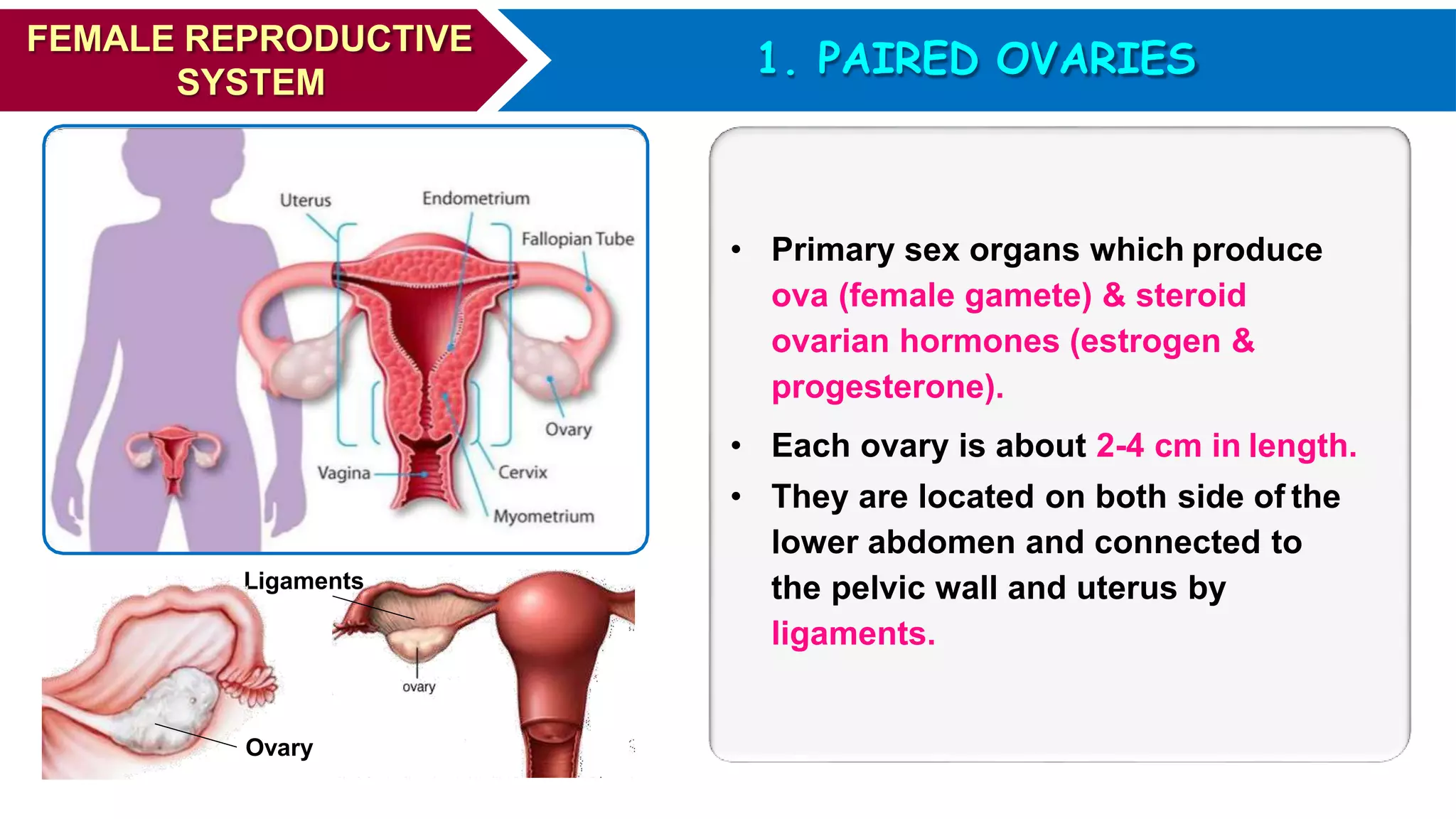 Sexual Reproduction Organs Human reproduction - A detailed study ( medical information) | PPTX