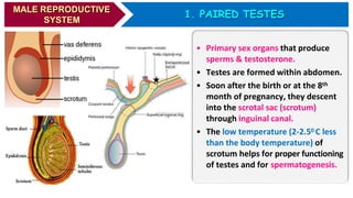 Human reproduction - A detailed study ( medical information) | PPTX