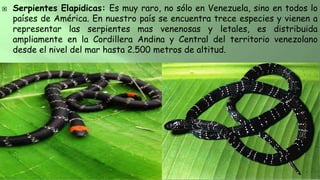  Serpientes Elapidicas: Es muy raro, no sólo en Venezuela, sino en todos lo
países de América. En nuestro país se encuentra trece especies y vienen a
representar las serpientes mas venenosas y letales, es distribuida
ampliamente en la Cordillera Andina y Central del territorio venezolano
desde el nivel del mar hasta 2.500 metros de altitud.
 