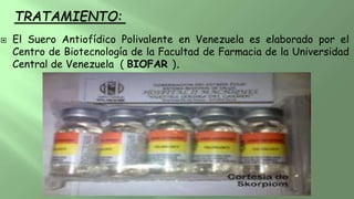  El Suero Antiofídico Polivalente en Venezuela es elaborado por el
Centro de Biotecnología de la Facultad de Farmacia de la Universidad
Central de Venezuela ( BIOFAR ).
TRATAMIENTO:
 