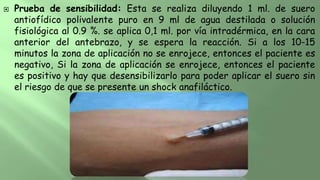  Prueba de sensibilidad: Esta se realiza diluyendo 1 ml. de suero
antiofídico polivalente puro en 9 ml de agua destilada o solución
fisiológica al 0.9 %. se aplica 0,1 ml. por vía intradérmica, en la cara
anterior del antebrazo, y se espera la reacción. Si a los 10-15
minutos la zona de aplicación no se enrojece, entonces el paciente es
negativo, Si la zona de aplicación se enrojece, entonces el paciente
es positivo y hay que desensibilizarlo para poder aplicar el suero sin
el riesgo de que se presente un shock anafiláctico.
 