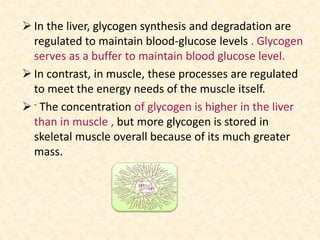  In the liver, glycogen synthesis and degradation are
regulated to maintain blood-glucose levels . Glycogen
serves as a buffer to maintain blood glucose level.
 In contrast, in muscle, these processes are regulated
to meet the energy needs of the muscle itself.
 - The concentration of glycogen is higher in the liver
than in muscle , but more glycogen is stored in
skeletal muscle overall because of its much greater
mass.
 