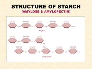 STRUCTURE OF STARCH
(AMYLOSE & AMYLOPECTIN)
 