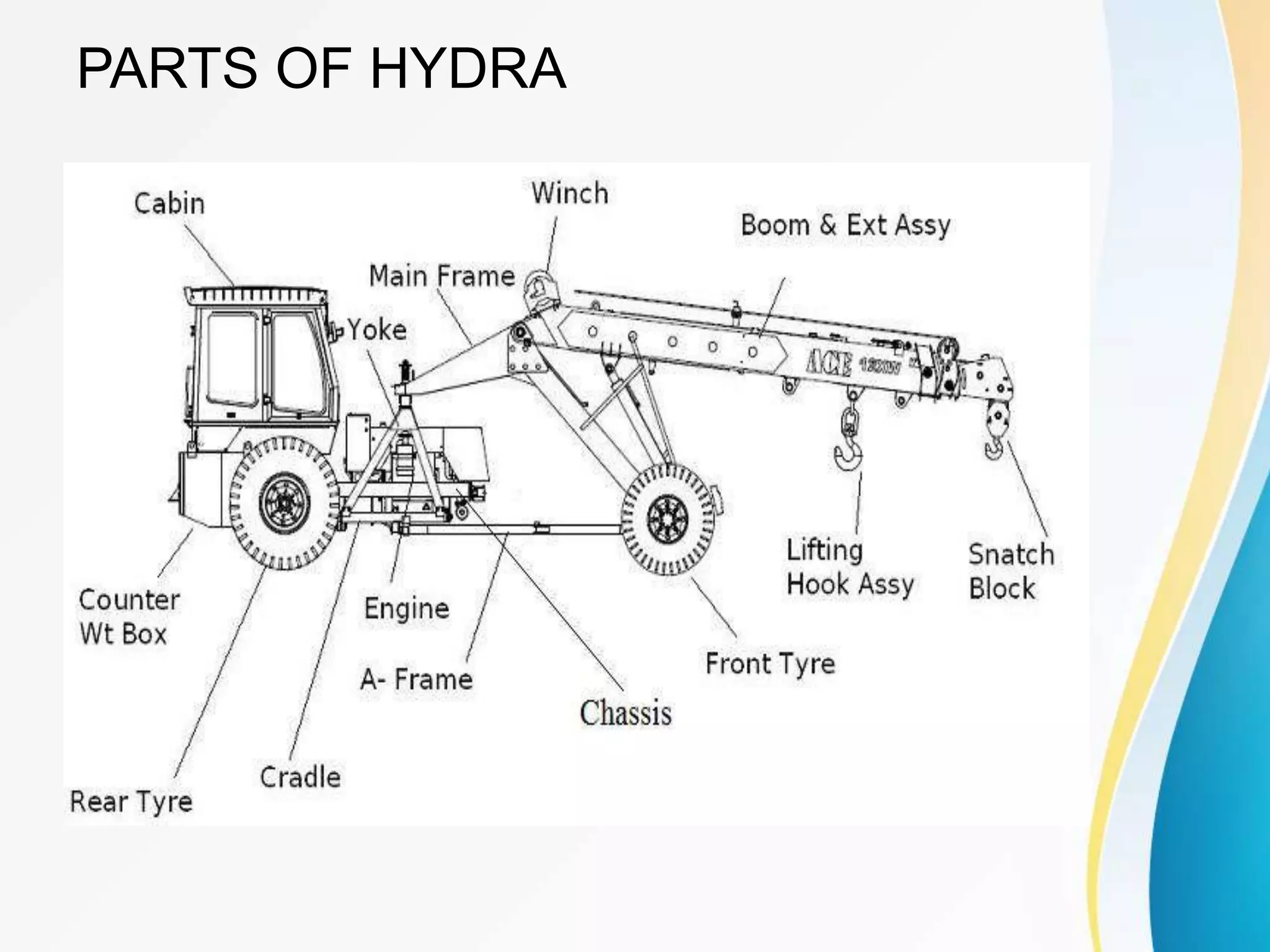 PARTS OF HYDRA
 