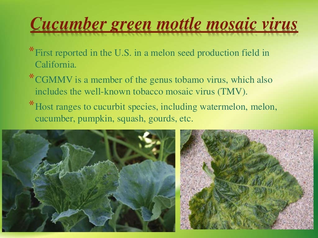 VIRAL DISEASES OF BOTTLE GOURD