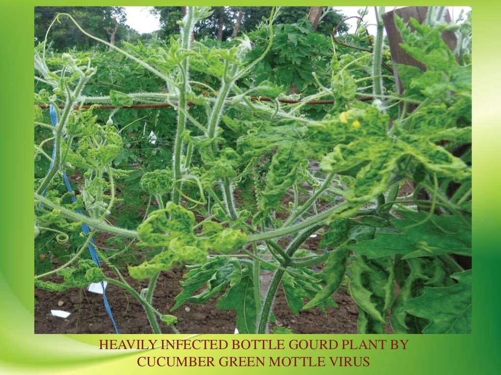 VIRAL DISEASES OF BOTTLE GOURD