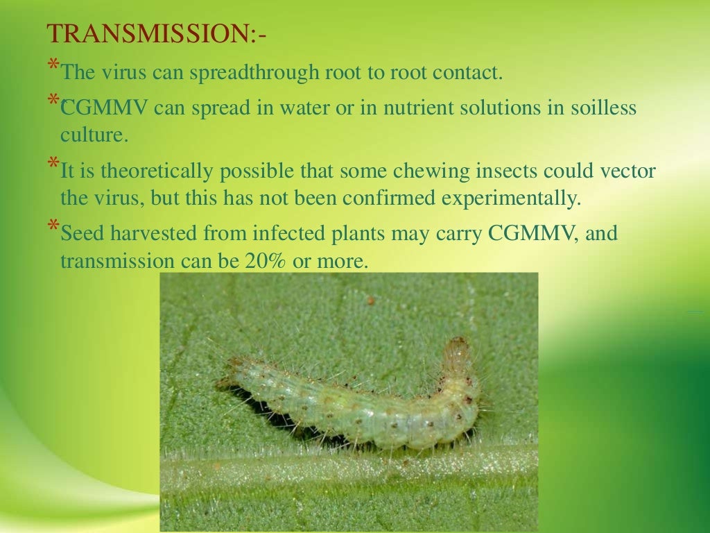 VIRAL DISEASES OF BOTTLE GOURD