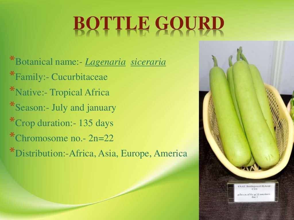 VIRAL DISEASES OF BOTTLE GOURD