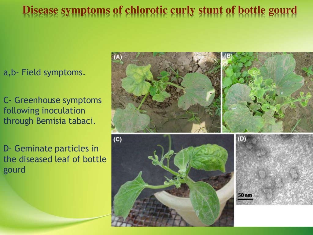 VIRAL DISEASES OF BOTTLE GOURD