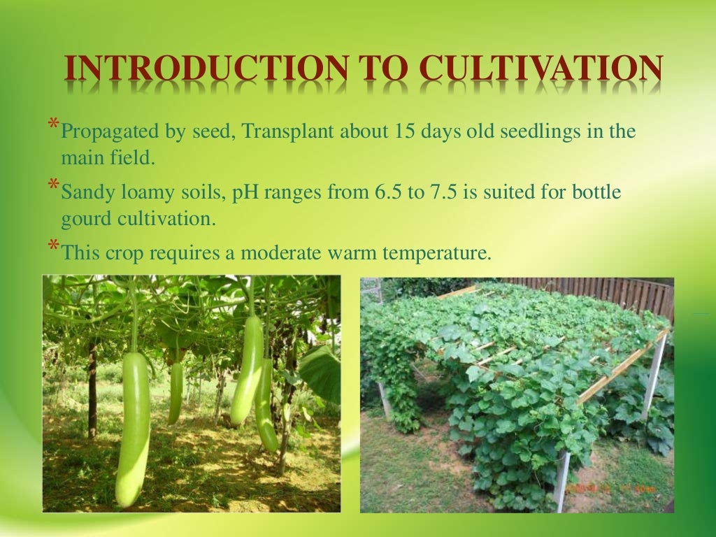 VIRAL DISEASES OF BOTTLE GOURD