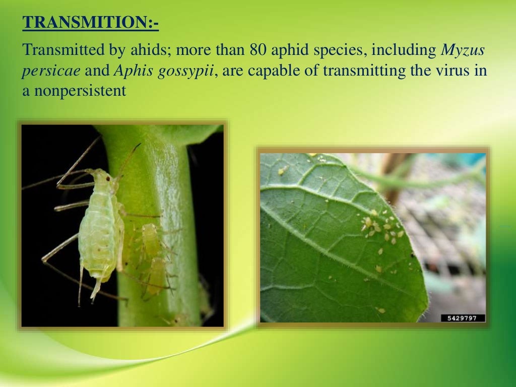 VIRAL DISEASES OF BOTTLE GOURD