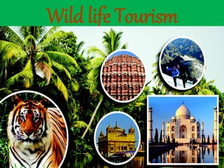 Wild life Tourism
 