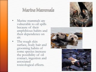 • Marine mammals are
vulnerable to oil spills
because of their
amphibious habits and
their dependence on
air.
• The rough skin
surface, body hair and
grooming habits of
some species increase
the possibility of oil
contact, ingestion and
associated
toxicological effects.
 