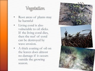 • Root areas of plants may
be harmful
• Living coral is also
vulnerable to oil slicks.
If the living coral dies,
then the reef of coral
can be destroyed by
wave erosion.
• A thick coating of oil on
the leaves does almost
no damage if it occurs
outside the growing
season.
 