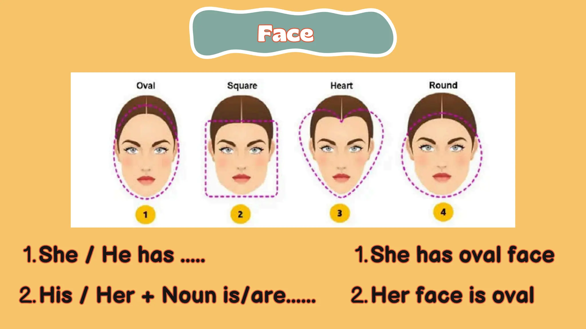 Face
Face
She / He has .....
1
1..
His / Her + Noun is/are......
2
2..
She / He has .....
1.
His / Her + Noun is/are......
2.
She has oval face
1
1..
Her face is oval
2
2..
She has oval face
1.
Her face is oval
2.
 