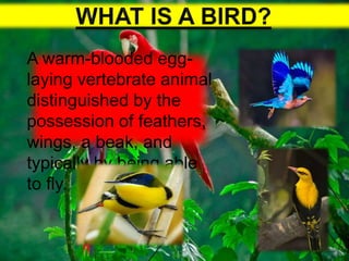 ppt on the flying jweles of nature(birds) | PPTX