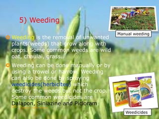 Weeding Definition Agriculture | PPTX