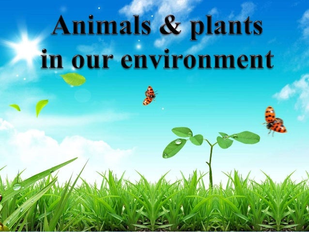 ppt on animals and