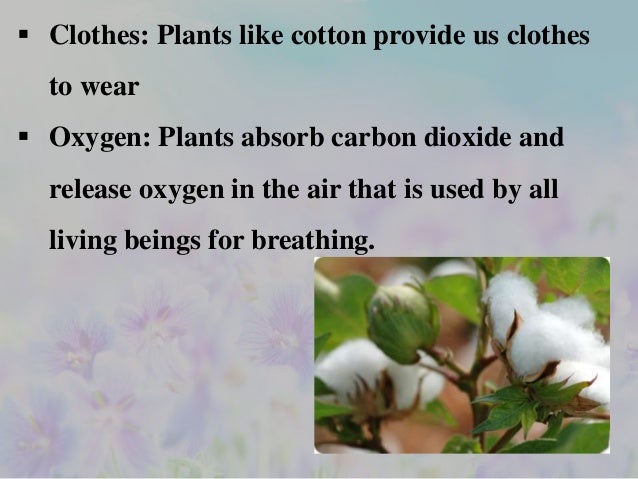 ppt on animals and plants ppt on animals and plants