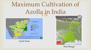 Ppt on Azolla | PPTX