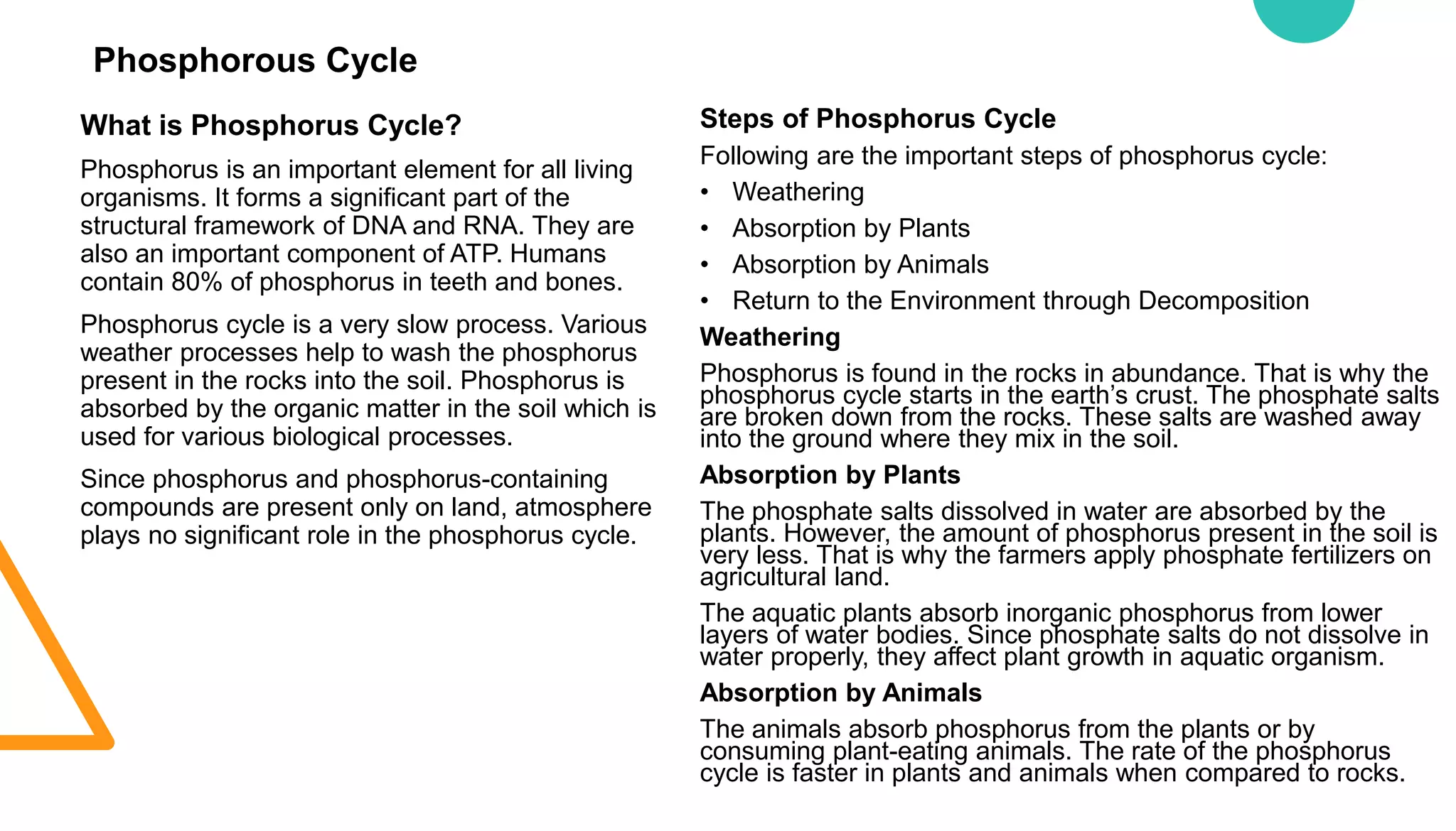 Phosphorous Cycle
What is Phosphorus Cycle?
Phosphorus is an important element for all living
organisms. It forms a significant part of the
structural framework of DNA and RNA. They are
also an important component of ATP. Humans
contain 80% of phosphorus in teeth and bones.
Phosphorus cycle is a very slow process. Various
weather processes help to wash the phosphorus
present in the rocks into the soil. Phosphorus is
absorbed by the organic matter in the soil which is
used for various biological processes.
Since phosphorus and phosphorus-containing
compounds are present only on land, atmosphere
plays no significant role in the phosphorus cycle.
Steps of Phosphorus Cycle
Following are the important steps of phosphorus cycle:
• Weathering
• Absorption by Plants
• Absorption by Animals
• Return to the Environment through Decomposition
Weathering
Phosphorus is found in the rocks in abundance. That is why the
phosphorus cycle starts in the earth’s crust. The phosphate salts
are broken down from the rocks. These salts are washed away
into the ground where they mix in the soil.
Absorption by Plants
The phosphate salts dissolved in water are absorbed by the
plants. However, the amount of phosphorus present in the soil is
very less. That is why the farmers apply phosphate fertilizers on
agricultural land.
The aquatic plants absorb inorganic phosphorus from lower
layers of water bodies. Since phosphate salts do not dissolve in
water properly, they affect plant growth in aquatic organism.
Absorption by Animals
The animals absorb phosphorus from the plants or by
consuming plant-eating animals. The rate of the phosphorus
cycle is faster in plants and animals when compared to rocks.
 
