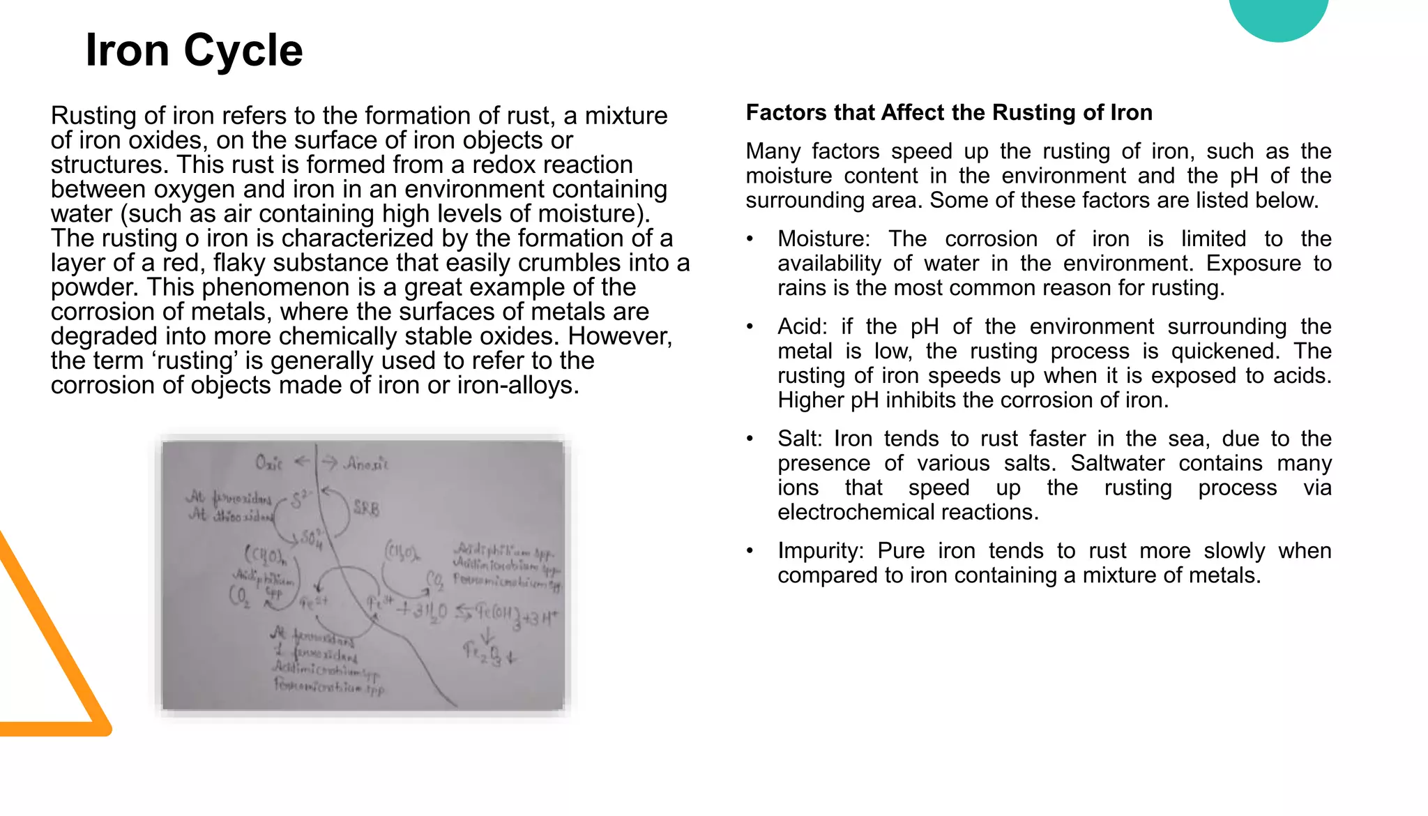Iron Cycle
Rusting of iron refers to the formation of rust, a mixture
of iron oxides, on the surface of iron objects or
structures. This rust is formed from a redox reaction
between oxygen and iron in an environment containing
water (such as air containing high levels of moisture).
The rusting o iron is characterized by the formation of a
layer of a red, flaky substance that easily crumbles into a
powder. This phenomenon is a great example of the
corrosion of metals, where the surfaces of metals are
degraded into more chemically stable oxides. However,
the term ‘rusting’ is generally used to refer to the
corrosion of objects made of iron or iron-alloys.
Factors that Affect the Rusting of Iron
Many factors speed up the rusting of iron, such as the
moisture content in the environment and the pH of the
surrounding area. Some of these factors are listed below.
• Moisture: The corrosion of iron is limited to the
availability of water in the environment. Exposure to
rains is the most common reason for rusting.
• Acid: if the pH of the environment surrounding the
metal is low, the rusting process is quickened. The
rusting of iron speeds up when it is exposed to acids.
Higher pH inhibits the corrosion of iron.
• Salt: Iron tends to rust faster in the sea, due to the
presence of various salts. Saltwater contains many
ions that speed up the rusting process via
electrochemical reactions.
• Impurity: Pure iron tends to rust more slowly when
compared to iron containing a mixture of metals.
 