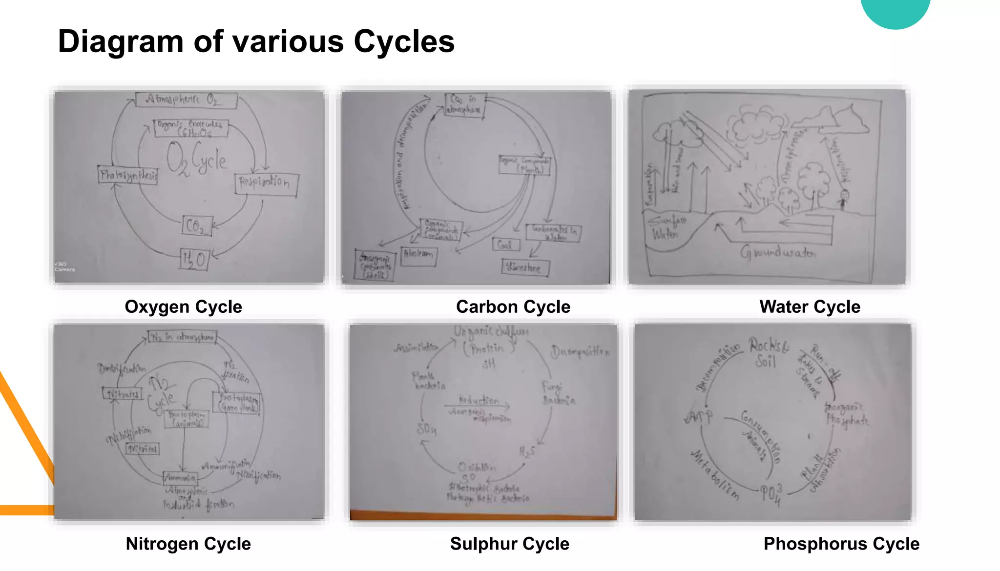 Diagram of various Cycles
Oxygen Cycle Carbon Cycle Water Cycle
Nitrogen Cycle Sulphur Cycle Phosphorus Cycle
 