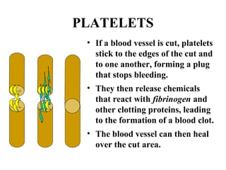 PLATELETS 
• If a blood vessel is cut, platelets 
stick to the edges of the cut and 
to one another, forming a plug 
that stops bleeding. 
• They then release chemicals 
that react with fibrinogen and 
other clotting proteins, leading 
to the formation of a blood clot. 
• The blood vessel can then heal 
over the cut area. 
 