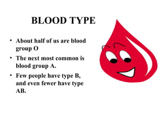 BLOOD TYPE 
• About half of us are blood 
group O 
• The next most common is 
blood group A. 
• Few people have type B, 
and even fewer have type 
AB. 
 