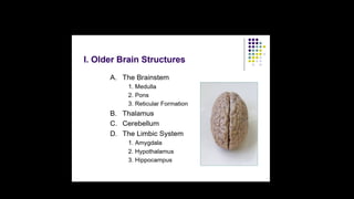 PPT ON BRAIN functions and its parts in detail | PPTX